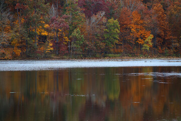 Obraz premium autumn in the forest