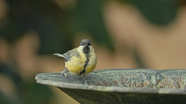 m&eacute;sange oiseau jardin