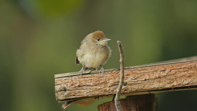 b&eacute;b&eacute; oiseaux &agrave; faim