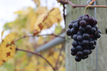 bunch of grapes on vine