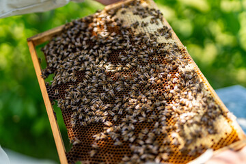 A beekeeper holding a frame full of bees. Beekeeper Examining a Frame of Bees