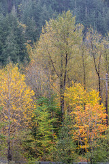 Autumn color on a misty day