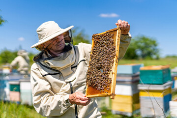 A man holding a beehive full of bees. A Man Holding a Beehive Full of Bees