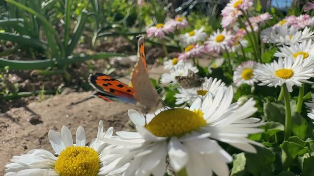Copper butterfly fly away of daisy flower