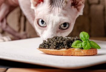 Sphynx cat, black caviar with fried bread on a white plate.