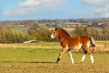 Pretty young foal enjoying being outdoors in English countryside trotting and enjoying the sunshine.