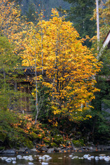 Bright Yellow Foliage along the River