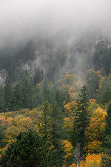 Autumn color on a misty day