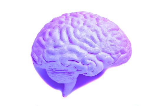 Human brain anatomical model closeup.