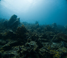 Underwater coral reef with turquoise crystal clear blue water near Saint Lucia.  Beautiful photos...