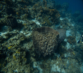 Underwater coral reef with turquoise crystal clear blue water near Saint Lucia.  Beautiful photos from the Caribbean island of St. Lucia.