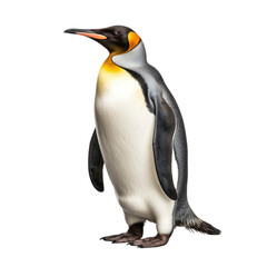 Fototapeta premium Penguin isolated on white or transparent background