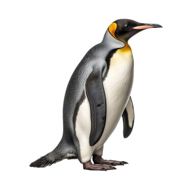 Penguin isolated on white or transparent background