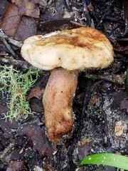 mushroom in the forest