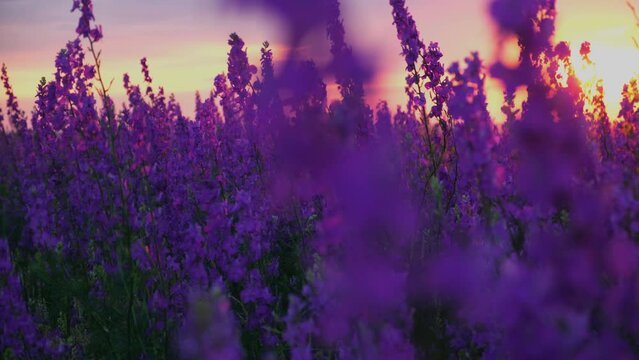 Delphinium flowers close-up sunset. Beautiful colorful floral vertical background in the rays of the sun. The concept of summer, nature. Wild wildflowers, poisonous plants. Light breeze, bright sun