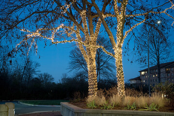 String Lights on Deciduous Trees at Twilight