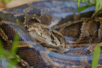 Burmese python (Python bivittatus) at Garbhanga RF, Assam, India