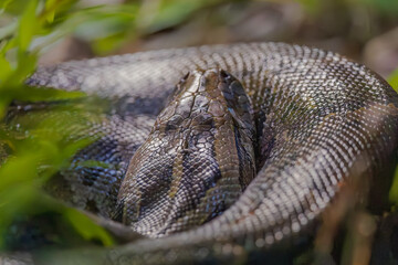 Burmese python (Python bivittatus) at Garbhanga RF, Assam, India