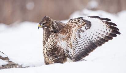 Common Buzzard in winter at a wet forest
