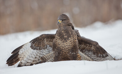 Common Buzzard in winter at a wet forest