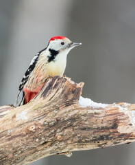 Middle Spotted Woodpecker - in the wet forest in winter