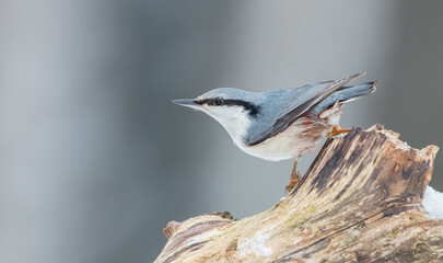Eurasian nuthatch - in winter at a wet forest