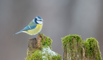 Eurasian Blue Tit - at a wet forest  in winter