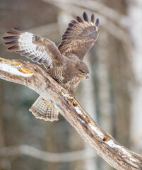 Common Buzzard in winter at a wet forest