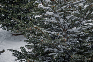 KYIV, UKRAINE - DECEMBER 8, 2023: THE SALE OF FRESH CHRISTMAS TREES OPENED IN THE CENTER OF THE SNOW-COVERED CITY ON THE PODILAND. PEOPLE COME AND BUY FLUFFY TREES TO THE HOME.SALE NEAR ZHYTNIY MARKET