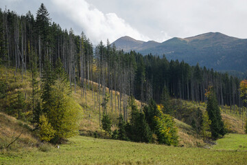 Autumun scene with a mountain full of trees