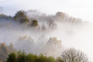 Forest of fog. The fog covers the forest in municipality of Orendain, Euskadi.