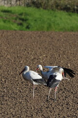 cicogne al campo