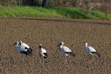 cicogne al campo