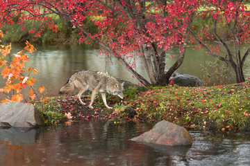 Coyote (Canis latrans) Walks Along Island Head Down Autumn