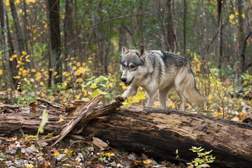 Grey Wolf (Canis lupus) Paw Up to Step Over Log Autumn