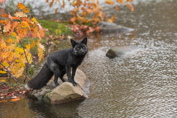 Silver Fox (Vulpes vulpes) Gazes Out From Perch on Rock Autumn