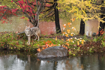 Coyote (Canis latrans) Looks to Right On Island Autumn