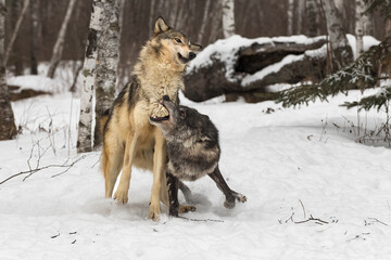 Black Phase Grey Wolf (Canis lupus) Snaps at Packmate Winter