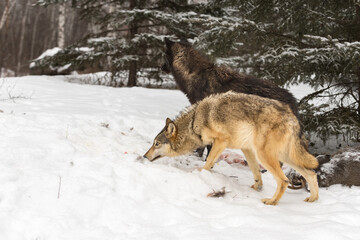 Grey Wolves (Canis lupus) Stand Looking and Sniffing Left Winter