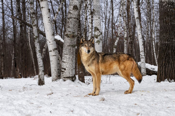 Grey Wolf (Canis lupus) Stands In Front of Birch Tree Forest Winter