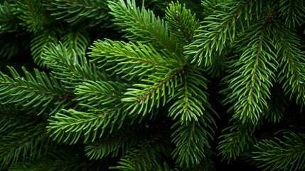 Background with green spruce branches closeup