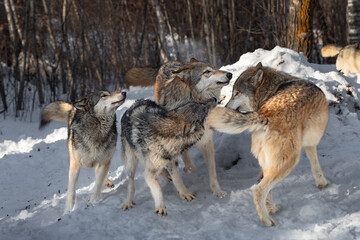 Grey Wolf Pack (Canis lupus) Mills Sniffing in Greeting Winter