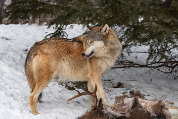 Grey Wolf (Canis lupus) Tongue Out Eyes Closed Over Deer Body Winter
