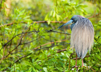 A Tricolored Heron, Egretta tricolor, in breeding plumage is perched off-center on a mangrove tree. The dorsal view highlights the silky buff plumes on its back and blue face-photographed in Florida.