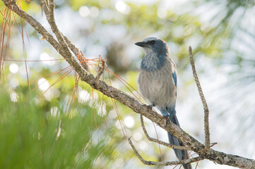 A portrait of the endemic Florida Scrub Jay, Aphelocoma coerulescens, perched on the branch of a pine tree in Oscar Scherer State Park in southwest Florida—full body profile on a blurred background.