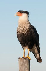 Crested caracara (Caracara plancus) perched on a wooden fence post. A close-up of its plumage, beak, face, and talons. Photographed in its native habitat in Kissimmee Prairie Preserve SP in Florida. 