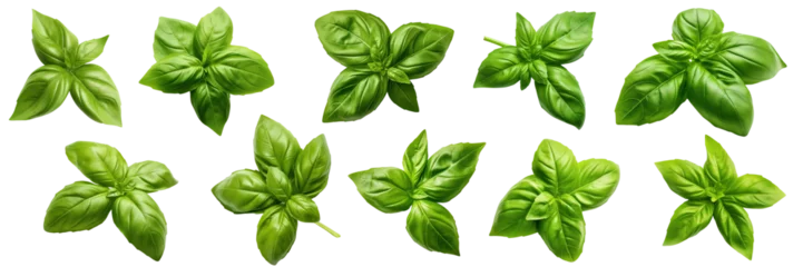 Foto op Canvas Collection of fresh green basil leaves isolated against a white background © Luckygraphics