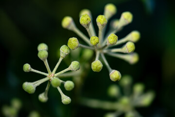 Bright green flower umbels of Common or English ivy (Hedera helix). Macro close up of greenish buds ressembling an atomic molecule with small hairy balls. Plant details isolated on black background. - obrazy, fototapety, plakaty
