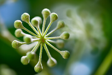 Flower umbels of Common or English ivy (Hedera helix). Macro close up of fresh greenish buds...