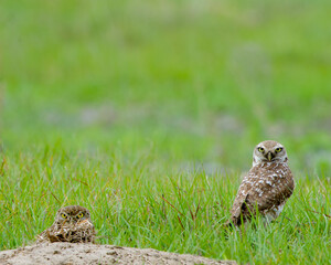A breeding pair of burrowing owls near their nesting burrow on the open grassland in Kissimmee Prairie Preserve in Florida. One bird is partially in the burrow and the other is watching for predators.